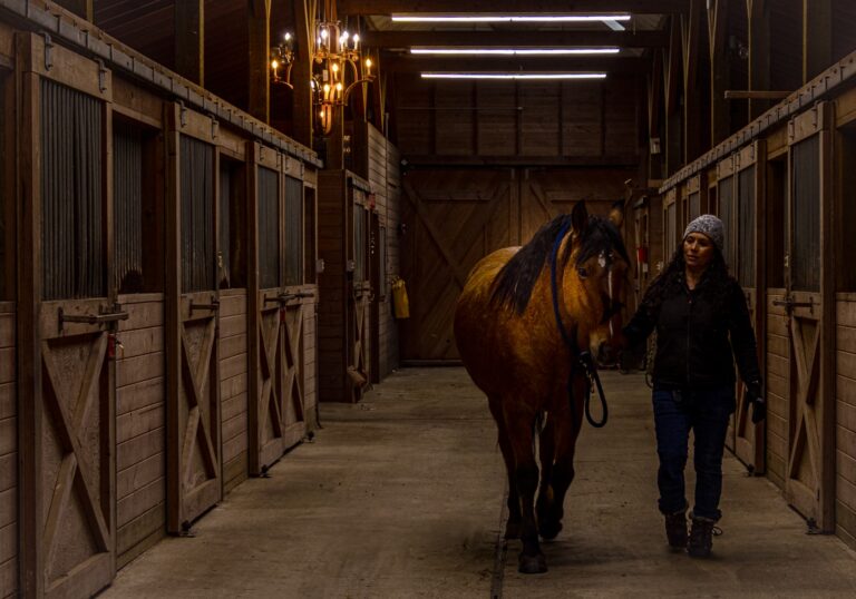 horse lessons & training vashon seattle