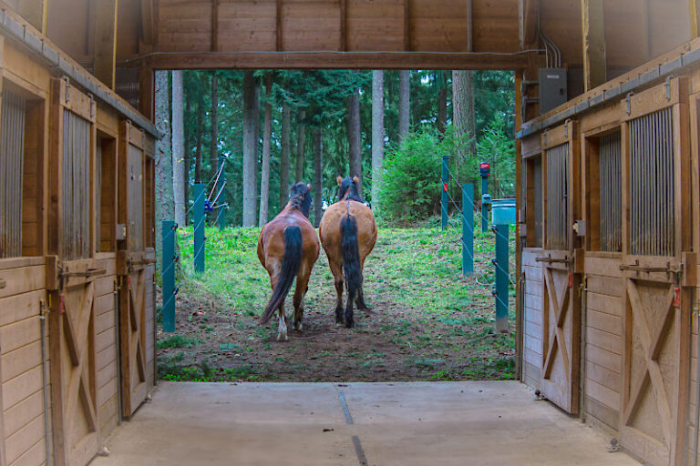 loafing horse boarding seattle