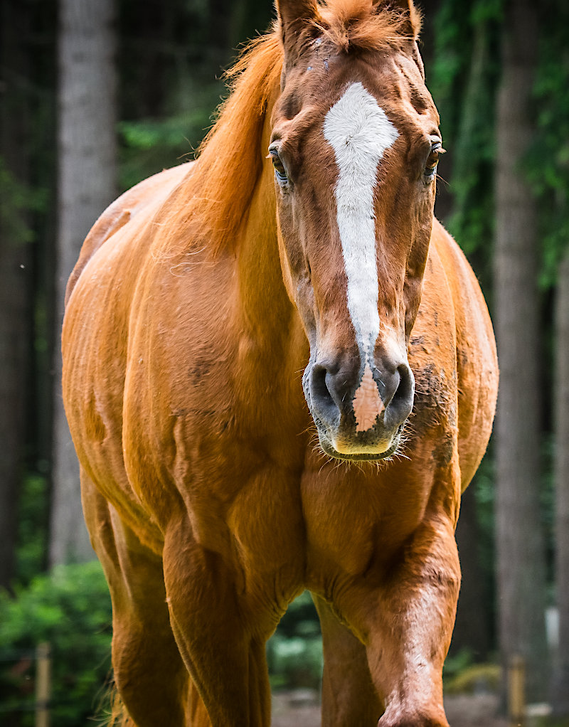horse lessons & training vashon seattle