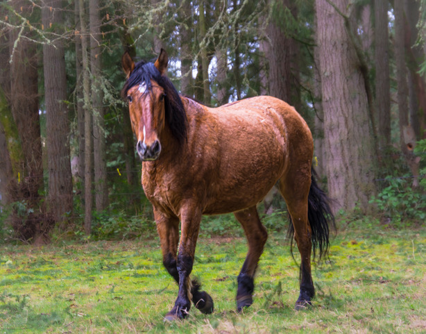 meet a mustang