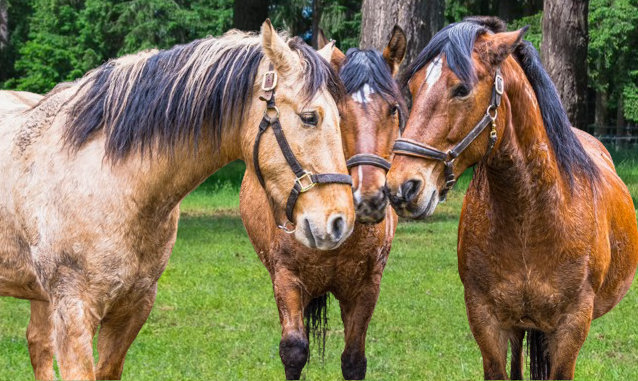 meet a mustang